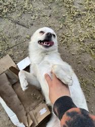 Found/Stray Male Dog last seen Near palos verdes by elementary, Grand Prairie, TX 75052