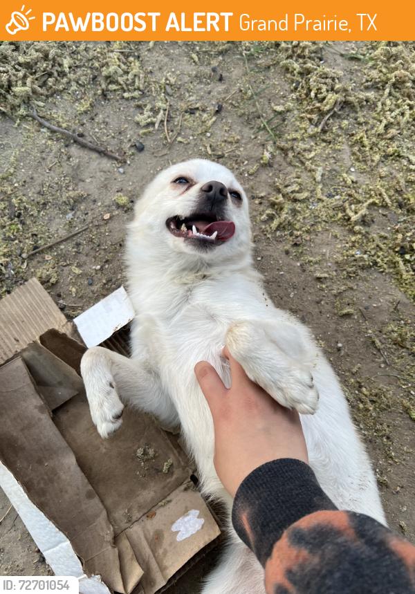 Found/Stray Male Dog last seen Near palos verdes by elementary, Grand Prairie, TX 75052