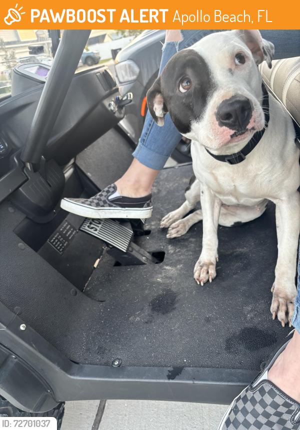 Found/Stray Female Dog last seen Old golf course , Apollo Beach, FL 33572