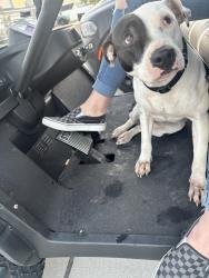 Found/Stray Female Dog last seen Old golf course , Apollo Beach, FL 33572