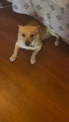 Lost Male Dog last seen 1st street, Richmond, CA 94801