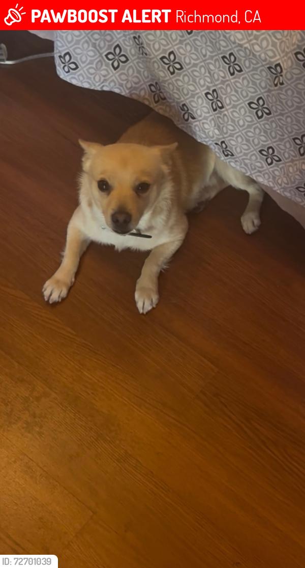 Lost Male Dog last seen 1st street, Richmond, CA 94801