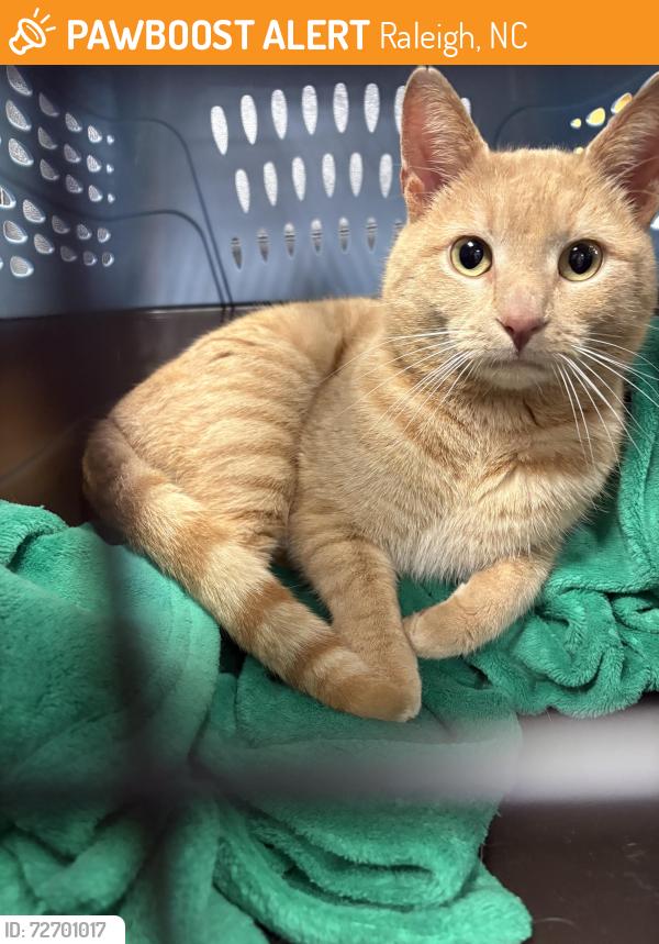 Found/Stray Unknown Cat last seen Highland Creek, Raleigh, Raleigh, NC 27616