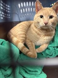 Found/Stray Unknown Cat last seen Highland Creek, Raleigh, Raleigh, NC 27616