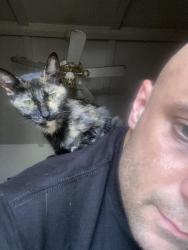 Lost Female Cat last seen Fm 1976 & Mice dr, Converse, TX 78109