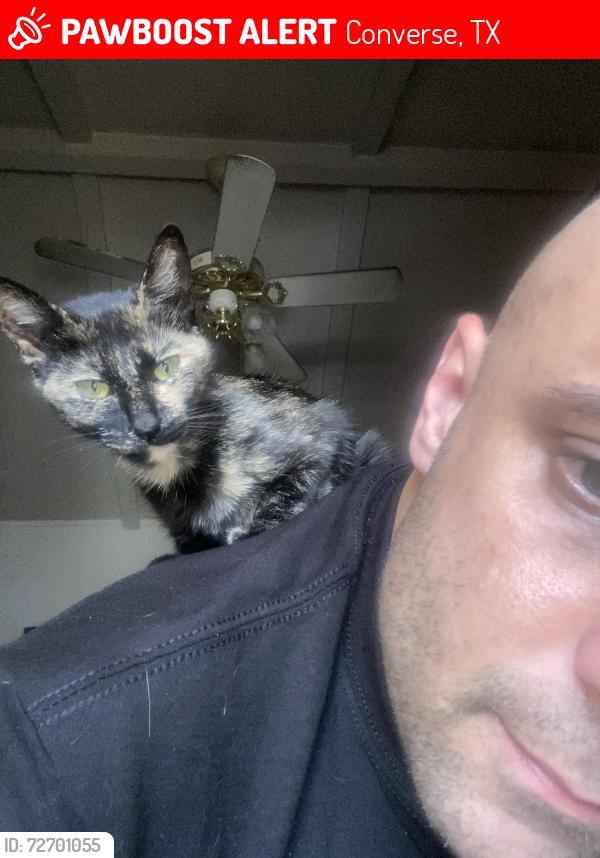 Lost Female Cat last seen Fm 1976 & Mice dr, Converse, TX 78109