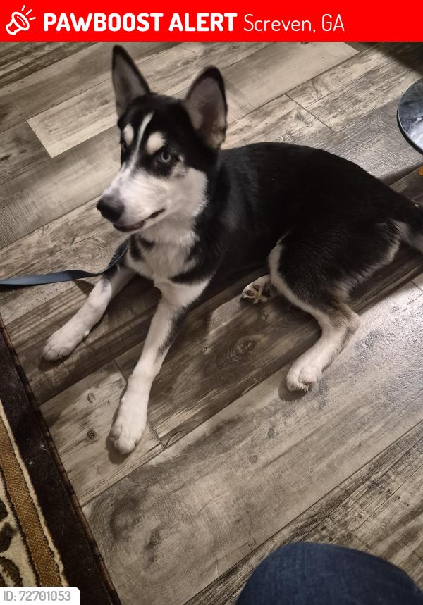Lost Male Dog last seen Hortense rd, Screven, GA 31560