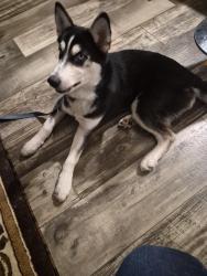 Lost Male Dog last seen Hortense rd, Screven, GA 31560
