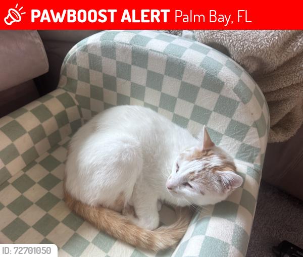 Lost Male Cat last seen Garvey and Weaver, Palm Bay, FL 32908