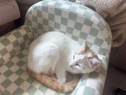 Lost Male Cat last seen Garvey and Weaver, Palm Bay, FL 32908