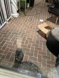 Found/Stray Unknown Cat last seen Off lystra road, Chatham County, NC 27517