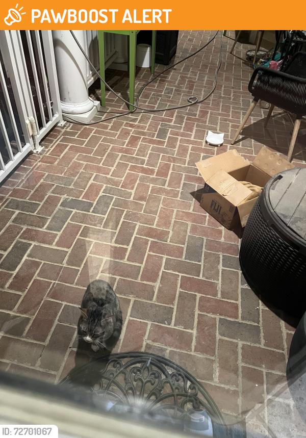 Found/Stray Unknown Cat last seen Off lystra road, Chatham County, NC 27517