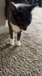 Lost Female Cat last seen Woods Lake Road, Greenville, SC 29607