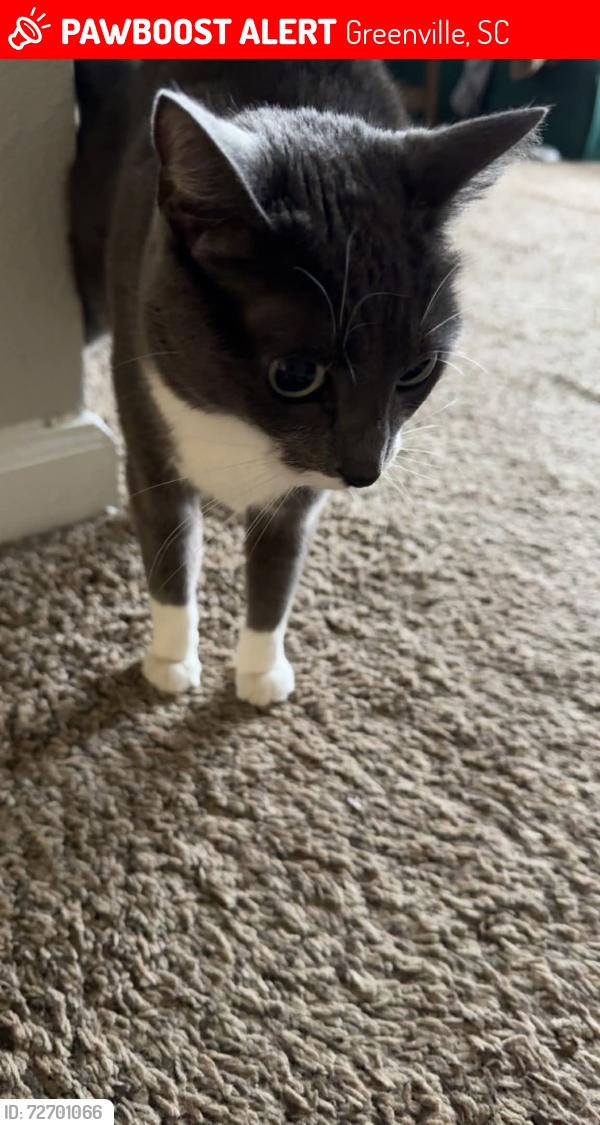 Lost Female Cat last seen Woods Lake Road, Greenville, SC 29607