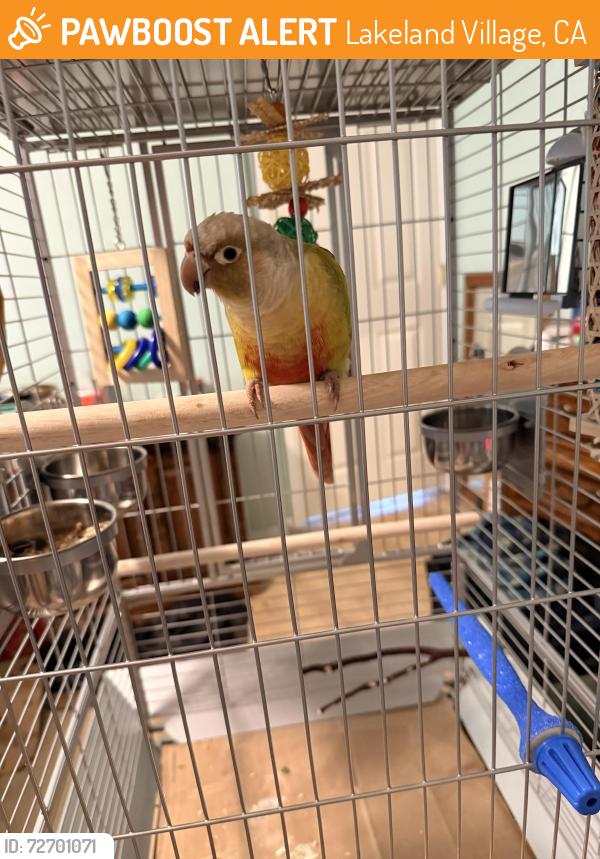 Found/Stray Unknown Bird last seen Grand Ave and Deeble Entrance St, Lakeland Village, CA 92530