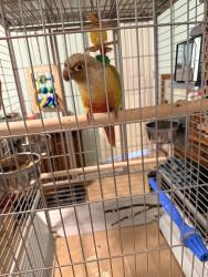 Found/Stray Unknown Bird last seen Grand Ave and Deeble Entrance St, Lakeland Village, CA 92530