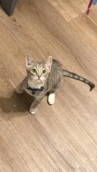 Lost Male Cat last seen Brooke Rd, Fredericksburg, VA 22405