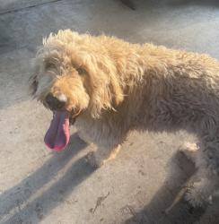 Reunited Male Dog last seen Mill Run, Longview, TX 75601