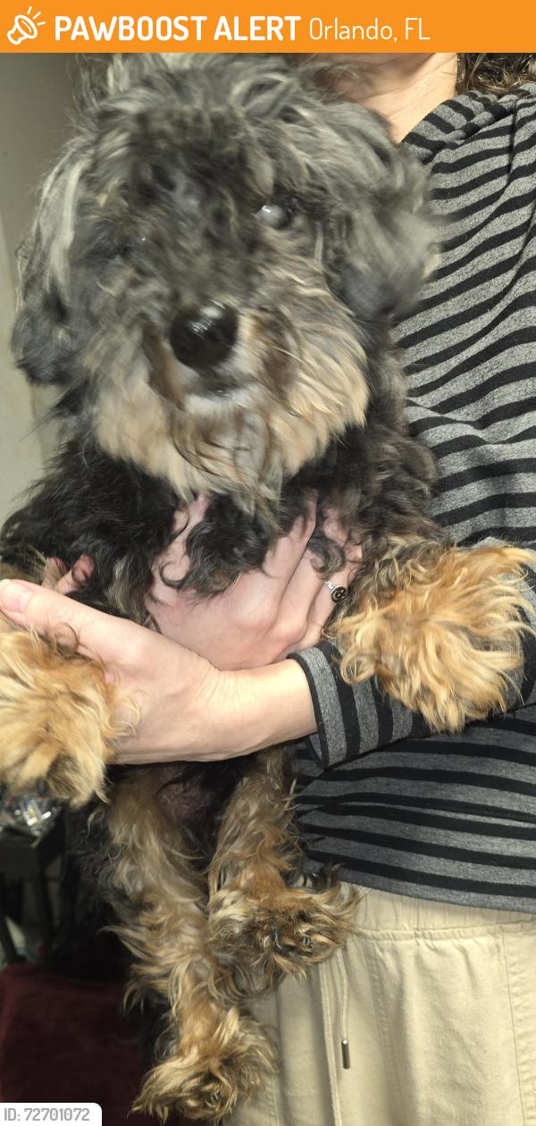 Found/Stray Male Dog last seen tandori circle and mustard st , Orlando, FL 32837