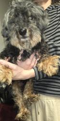 Found/Stray Male Dog last seen tandori circle and mustard st , Orlando, FL 32837