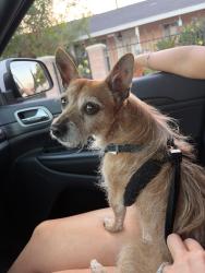 Found/Stray Male Dog last seen ian St. and Richwood Ave. in El Monte, El Monte, CA 91732