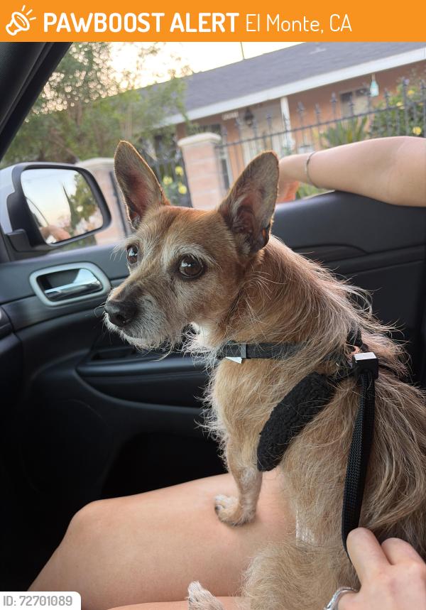 Found/Stray Male Dog last seen ian St. and Richwood Ave. in El Monte, El Monte, CA 91732