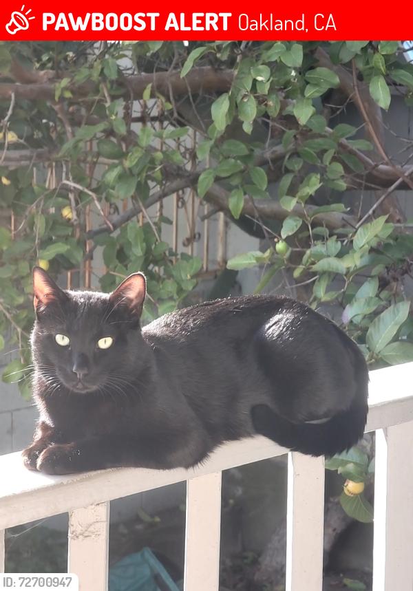 Lost Male Cat last seen East 21st and 21st Ave (Philomena Pizza on nearest eateryy, Oakland, CA 94606