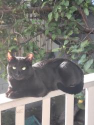 Lost Male Cat last seen East 21st and 21st Ave (Philomena Pizza on nearest eateryy, Oakland, CA 94606