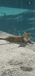 Found/Stray Female Cat last seen -Grand Concourse and 5th avenue, Miami Shores, FL 33150