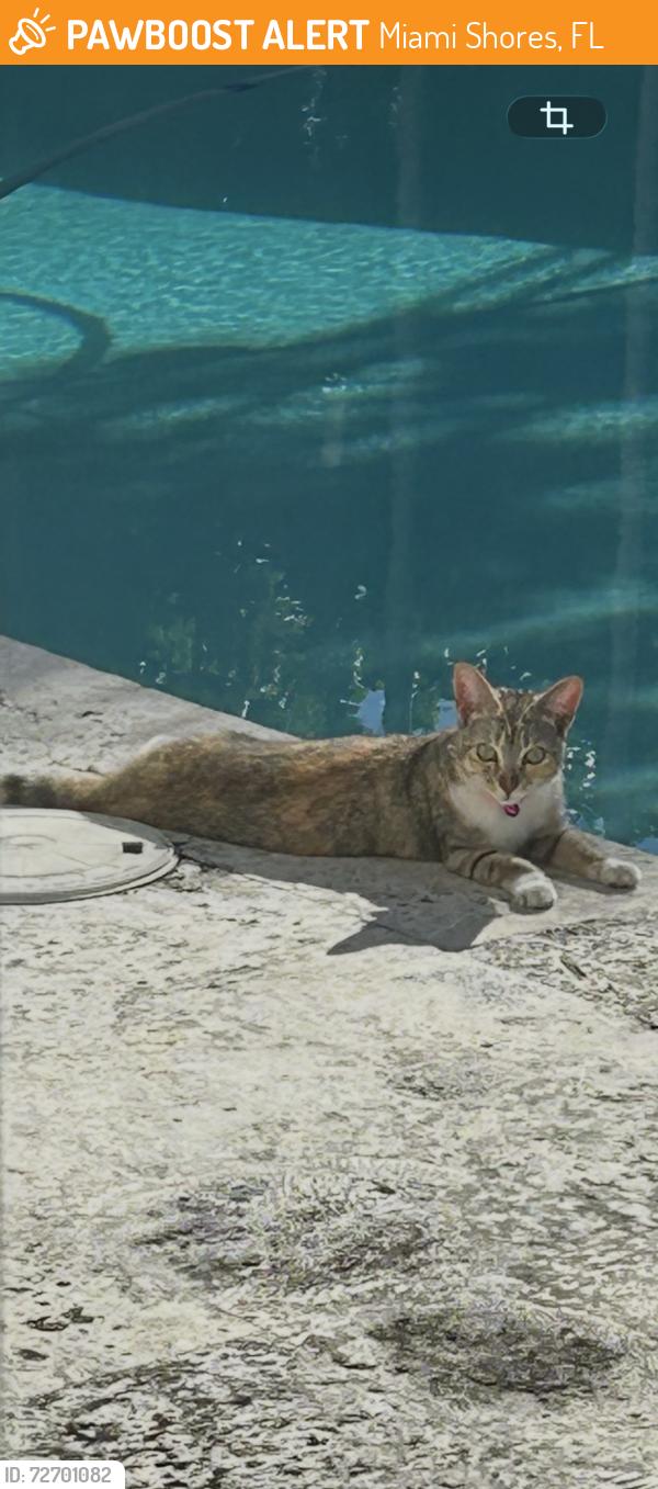 Found/Stray Female Cat last seen -Grand Concourse and 5th avenue, Miami Shores, FL 33150
