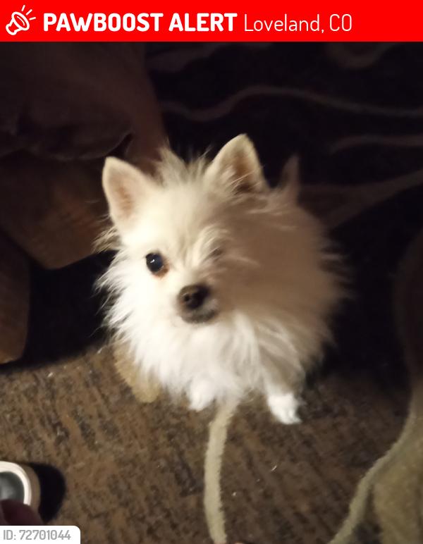 Lost Female Dog last seen 37th and 57th streets, Loveland, CO 80538