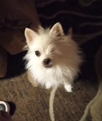 Lost Female Dog last seen 37th and 57th streets, Loveland, CO 80538