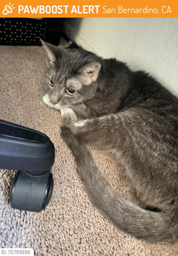 Found/Stray Unknown Cat last seen Guthrie st and highland , San Bernardino, CA 92404