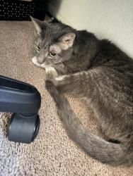 Found/Stray Unknown Cat last seen Guthrie st and highland , San Bernardino, CA 92404