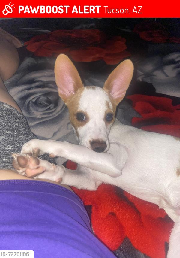 Lost Male Dog last seen Near N Shannon rd, Tucson, AZ 85705