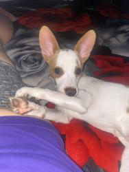 Lost Male Dog last seen Near N Shannon rd, Tucson, AZ 85705