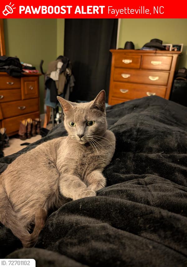 Lost Female Cat last seen Rush Rd area , Fayetteville, NC 28305