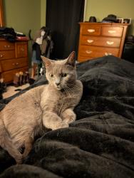 Lost Female Cat last seen Rush Rd area , Fayetteville, NC 28305