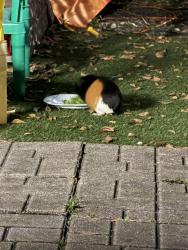Found/Stray Unknown Other last seen Forest Hills off off 85th Ave , Coral Springs, FL 33065
