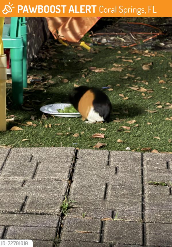 Found/Stray Unknown Other last seen Forest Hills off off 85th Ave , Coral Springs, FL 33065