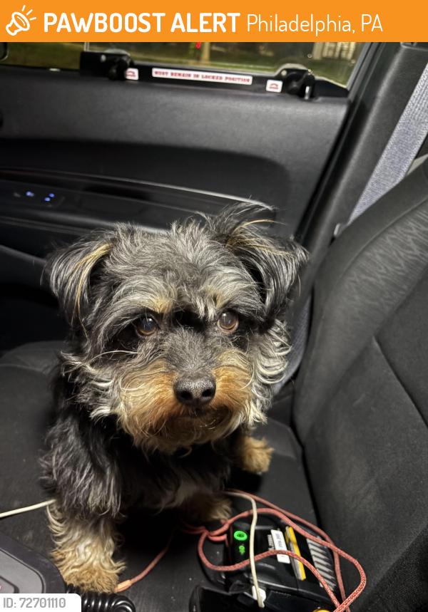 Found/Stray Male Dog last seen Near F st Phila, Philadelphia, PA 19134