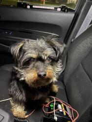 Found/Stray Male Dog last seen Near F st Phila, Philadelphia, PA 19134