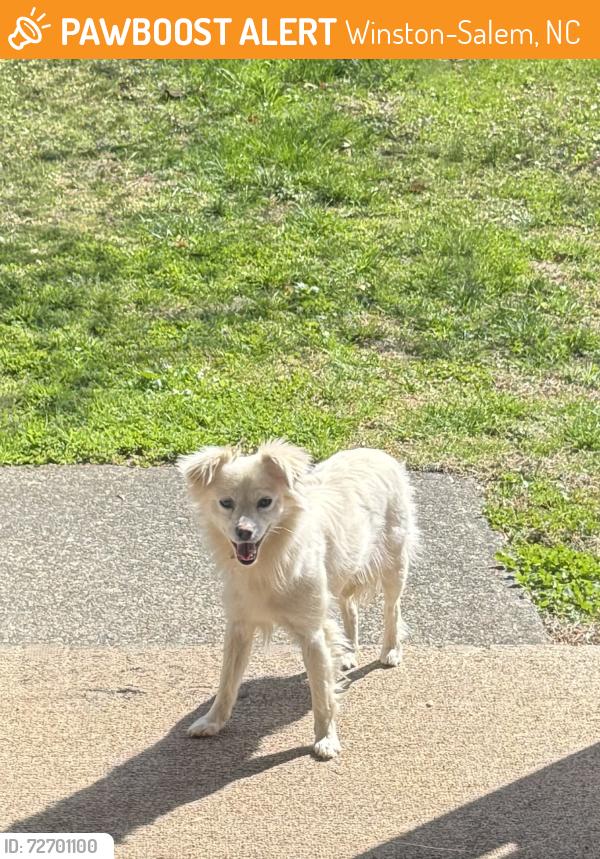 Found/Stray Unknown Dog last seen Shaw Rd/ Bates (Near Carver Highschool), Winston-Salem, NC 27105