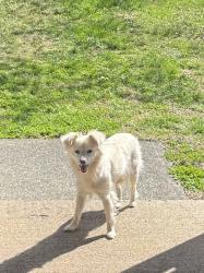 Found/Stray Unknown Dog last seen Shaw Rd/ Bates (Near Carver Highschool), Winston-Salem, NC 27105