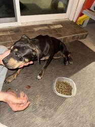 Found/Stray Female Dog last seen Club4 on Florida. Near Broadmoor, Baton Rouge, LA 70815
