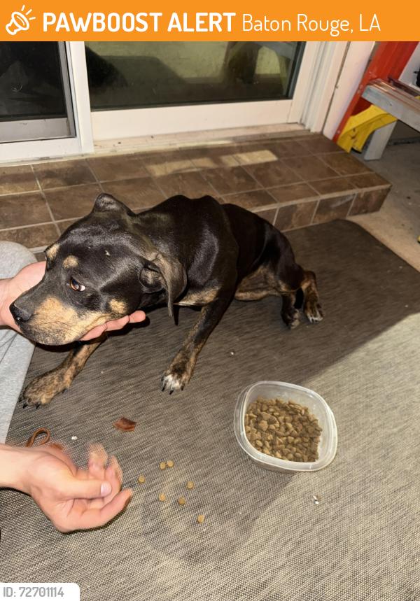 Found/Stray Female Dog last seen Club4 on Florida. Near Broadmoor, Baton Rouge, LA 70815