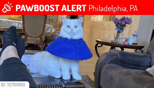 Lost Female Cat last seen Annapolis and convent , Philadelphia, PA 19114