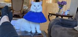 Lost Female Cat last seen Annapolis and convent , Philadelphia, PA 19114