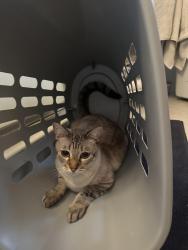 Lost Male Cat last seen Dr & Bonair, San Diego, CA 92037