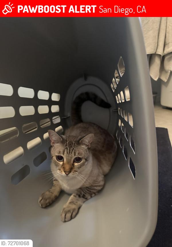 Lost Male Cat last seen Dr & Bonair, San Diego, CA 92037